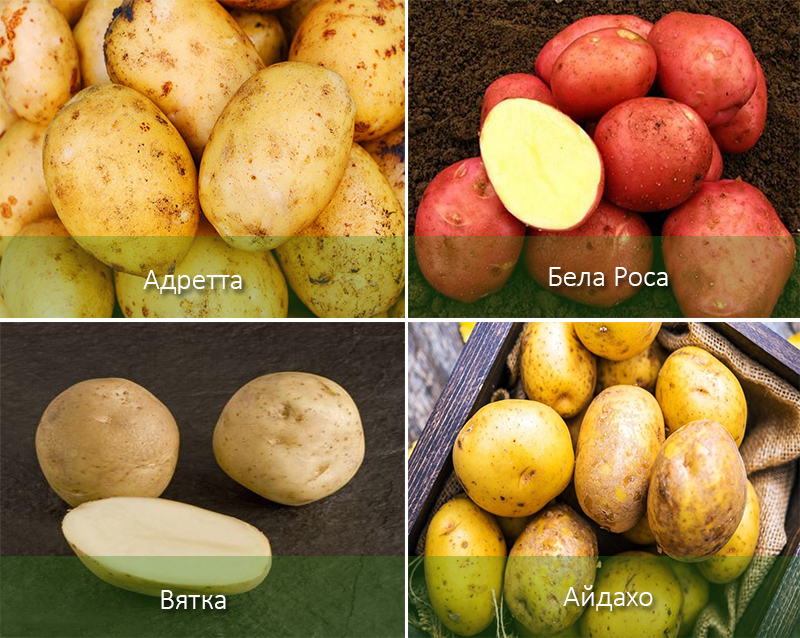 43 урожайных сорта картофеля: фото, характеристика в таблицах