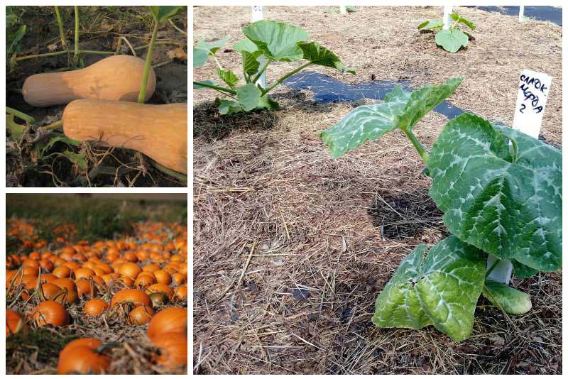 25 тонкостей выращивания тыквы в открытом грунте