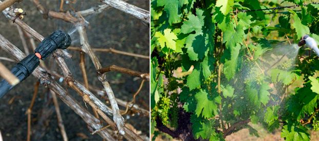 37 способов обработки винограда от вредителей и болезней весной