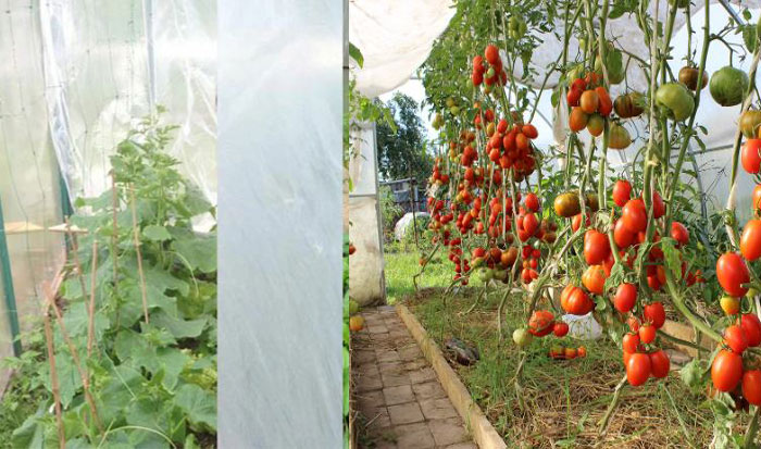 Разделение томатов и огурцов
