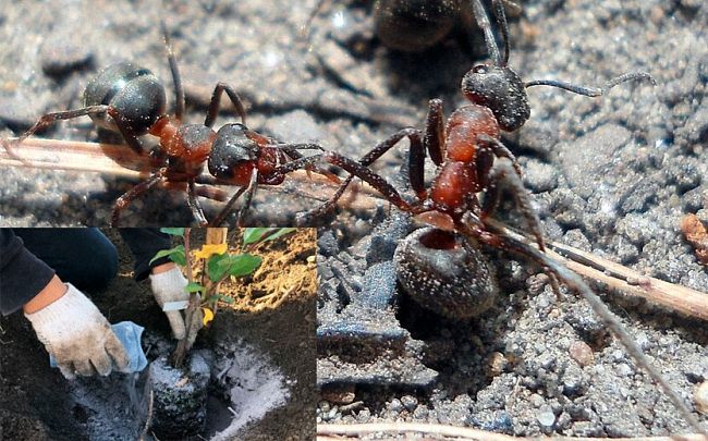 Зола против муравьев