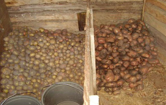 Хранение картошки