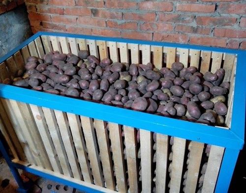 Хранение картофеля зимой