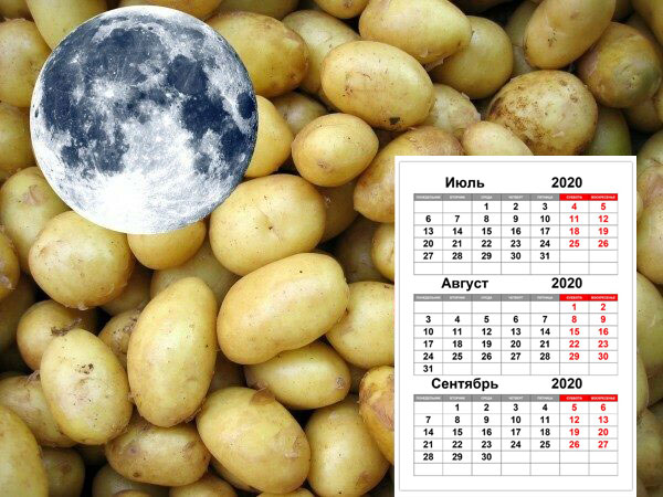 Уборка картофеля по календарю