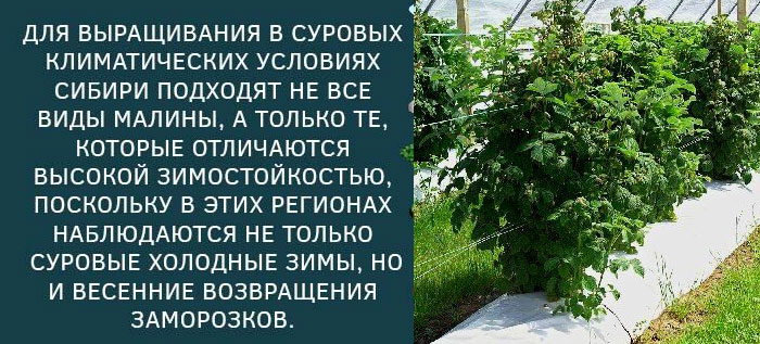 Посадка малины в Сибири