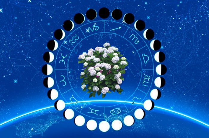 Лунный календарь для гортензии