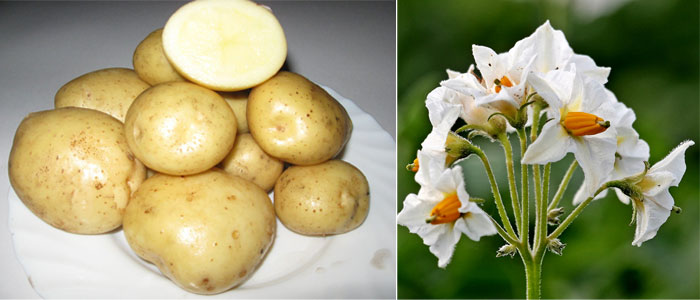 Цветы и плоды картофеля Лилли