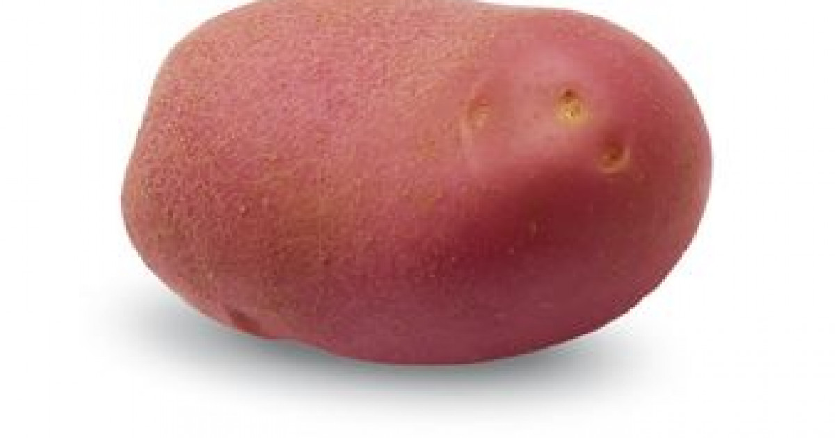 Сорт картофеля Мемфис: описание, достоинства, выращивание