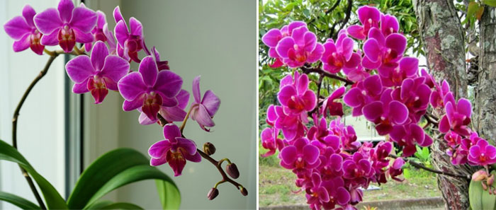 Орхидеи дома и на природе
