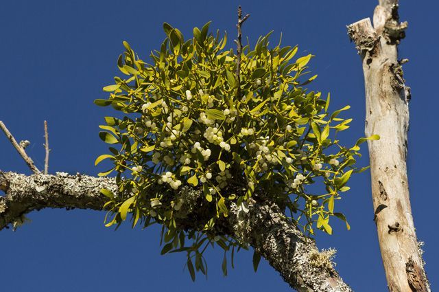 Дикаративно-лиственный эпифит