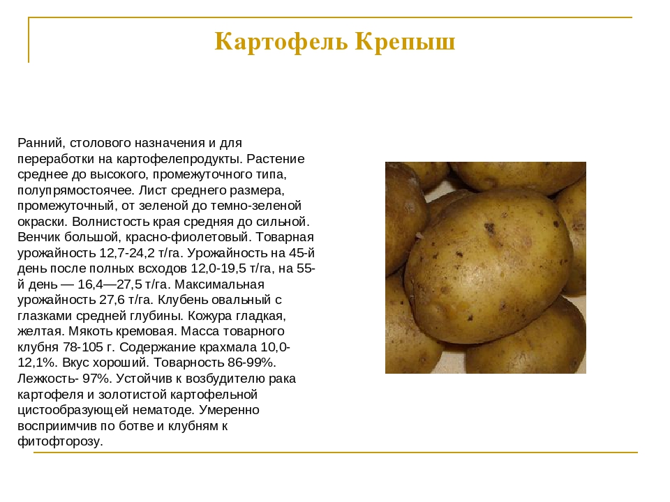 Картофель Крепыш: описание, сравнение (таблицы) + отзывы