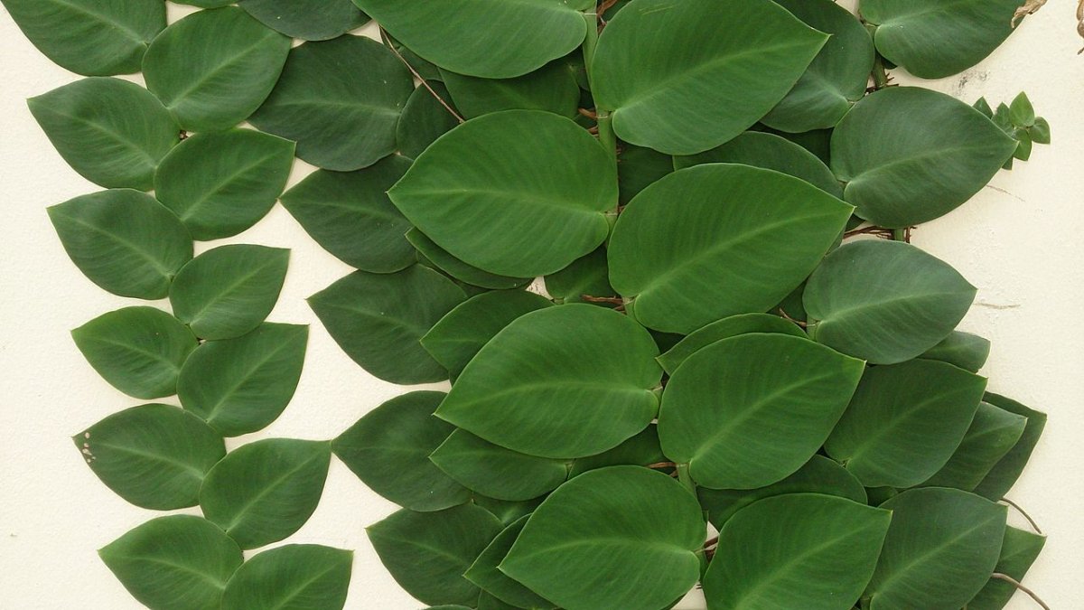 Листья рафидоры