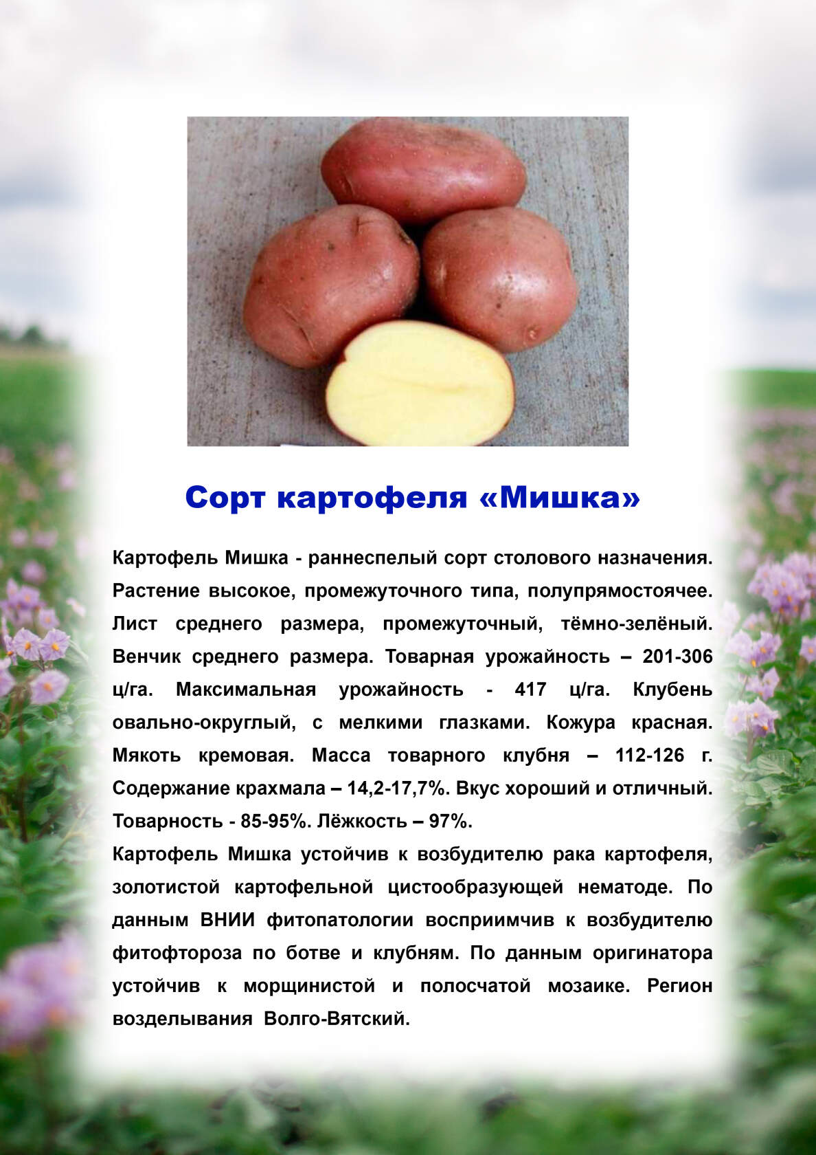 Картофель Мишка: описание, сравнение с другими сортами (таблицы)