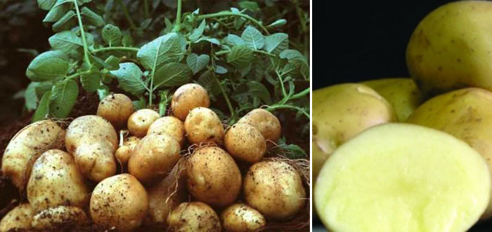 Сорт картофеля Ассоль