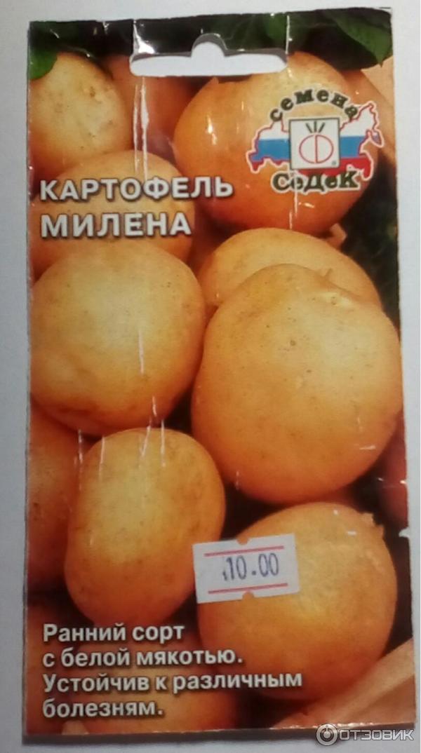 Семена картофеля Милена