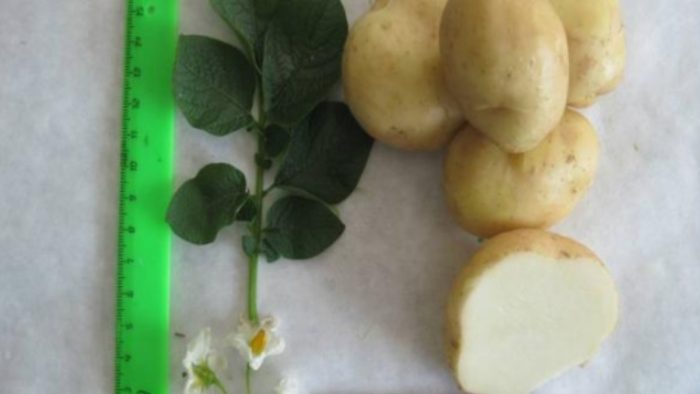 Сорт картофеля Сафо