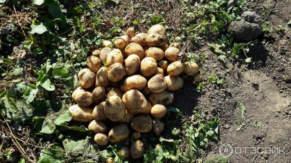 Клубни картофеля Импала