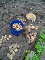 Урожай картофеля Импала