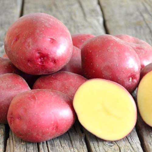 Сорт картофель Ред Скарлетт: описание, фото, отзывы, сравнение