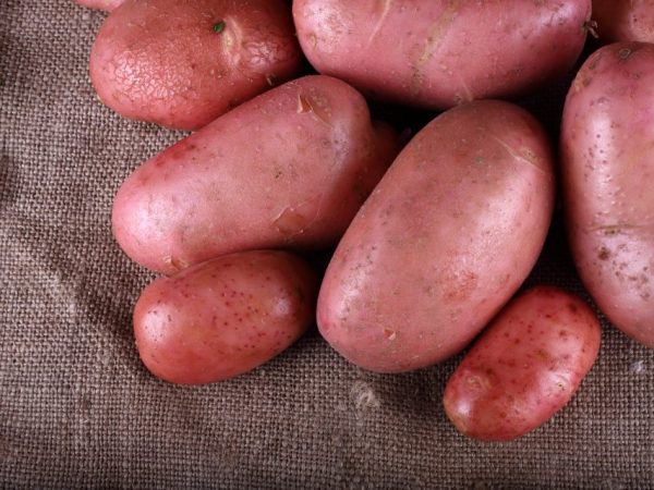 40 лучших ранних и ультраранних сорта картофеля + 321 фото и описание