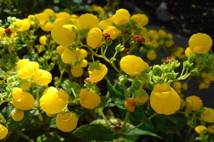 Желтые нежные цветы 