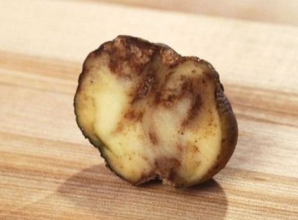 Пораженный картофель сорта Бриз