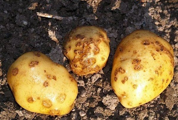 Пораженные картофелины
