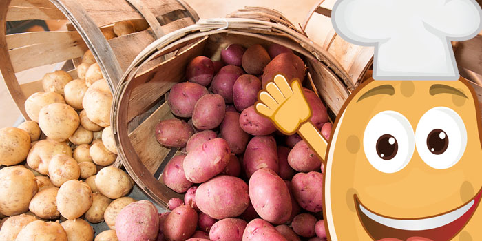 60 лучших сортов картофеля для Подмосковья с фото и описаниями