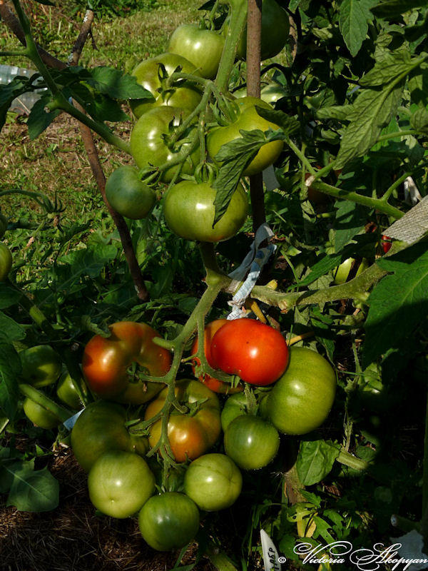 Зеленые и красные помидоры