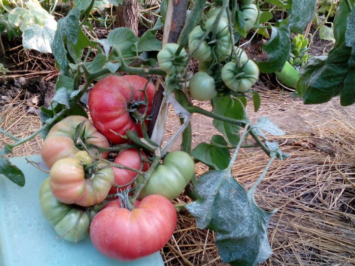 Выращивание томата малиновый гигант