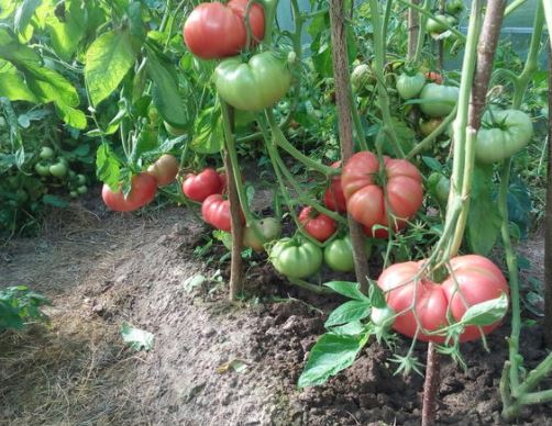 Опора для сорта томата Малиновый гигант