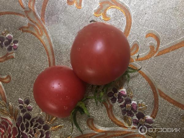 первые красные помидоры