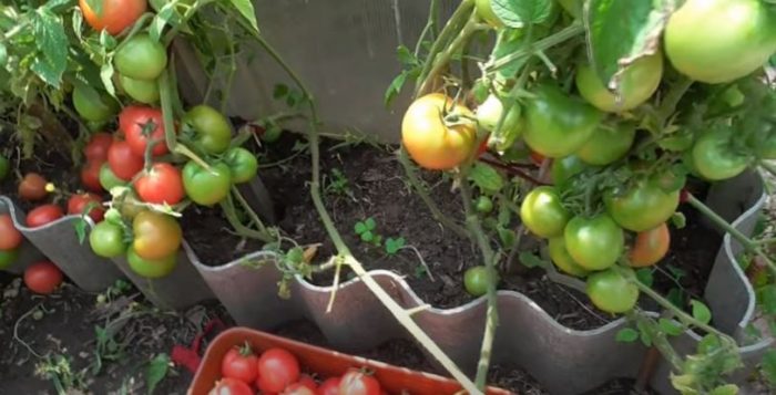 Плоды и кусты сорта томата Малиновая ляна