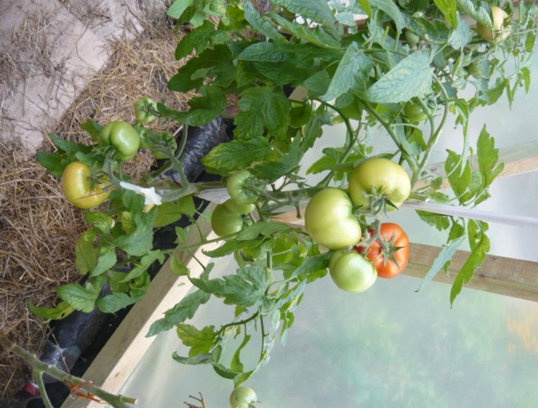 Кусты помидора сорта Ляна