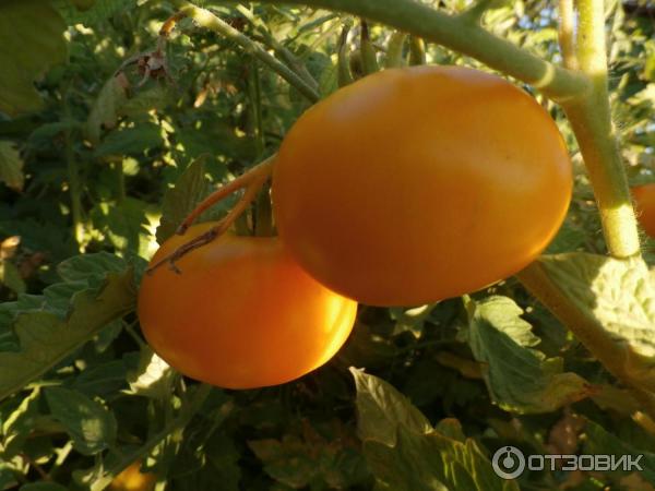 Сорт томата Микадо желты