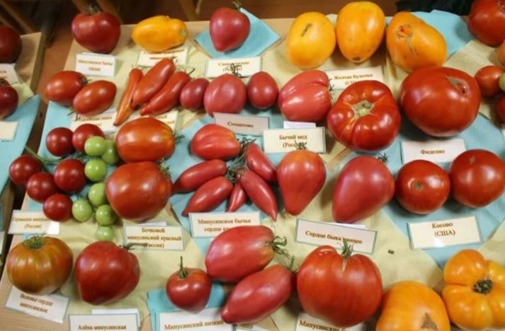 19 сортов минусинских томатов: описание, таблицы, отзывы, фото