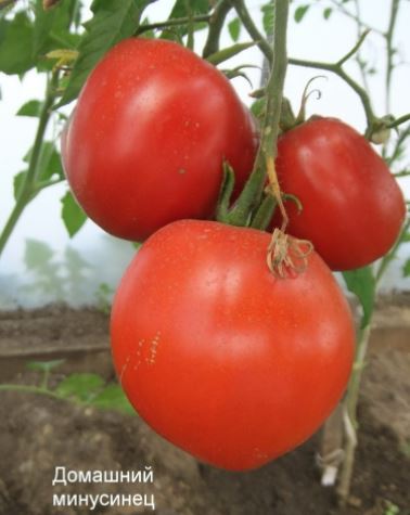Спелые томаты домашние Минусинские