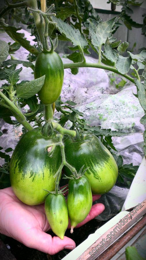 Зеленые томаты сорта Сибирская тройка