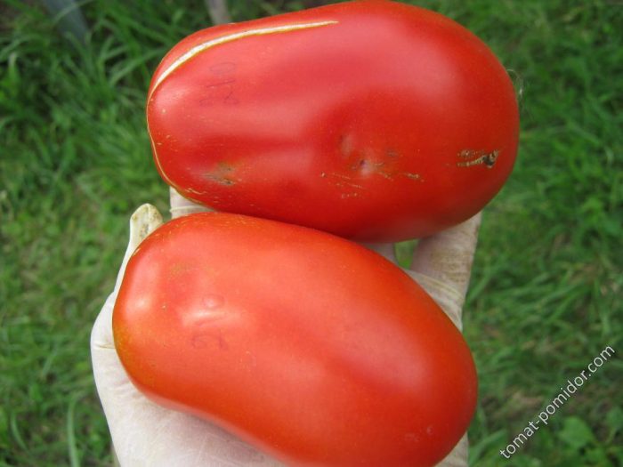 Крупные плоды сорта томата Сибирская тройка