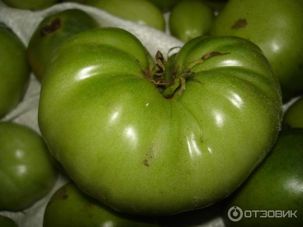 Зеленый томат