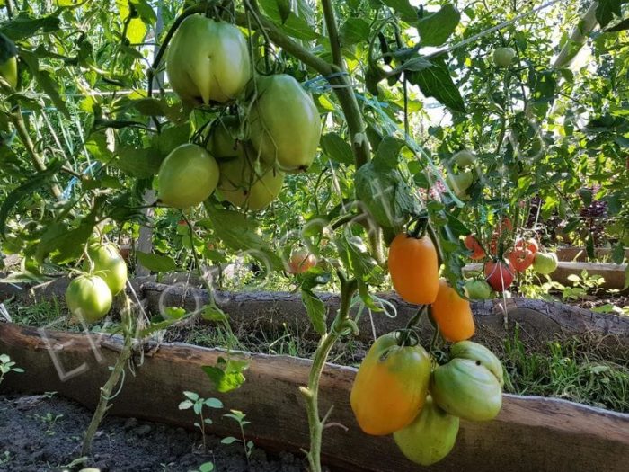 Кусты томатов сорта Минусинские стаканы