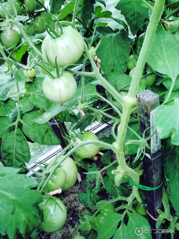 Зеленые томаты на кусте