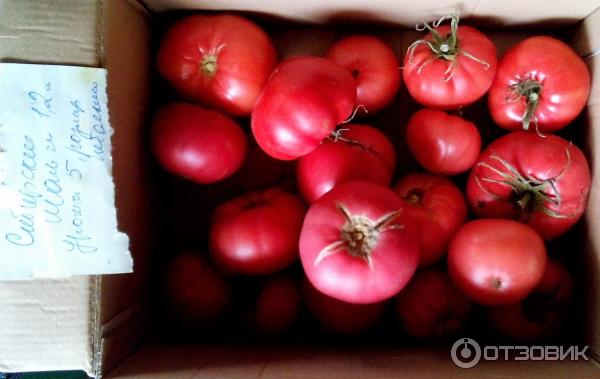Спелые томаты в коробке