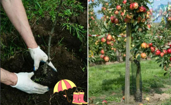 Как правильно посадить яблоню осенью: пошаговая инструкция, сорта