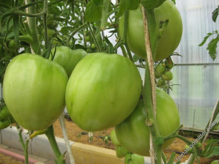 Зеленые томаты