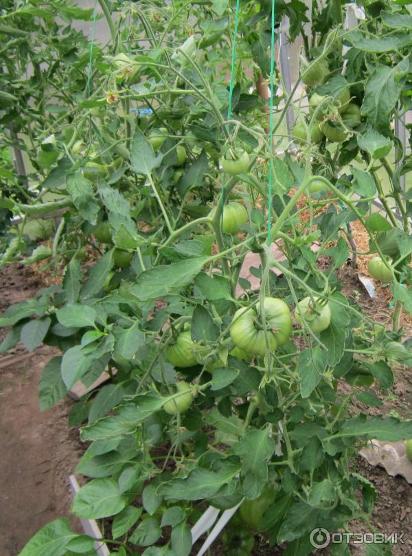 Зеленые помидоры сорта Данко