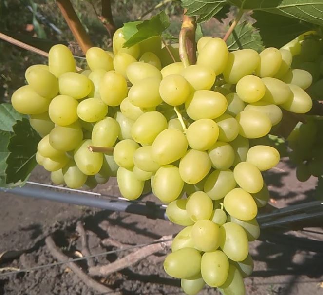 Сорт винограда Аркадия