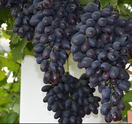 Сорт винограда Кодрянка