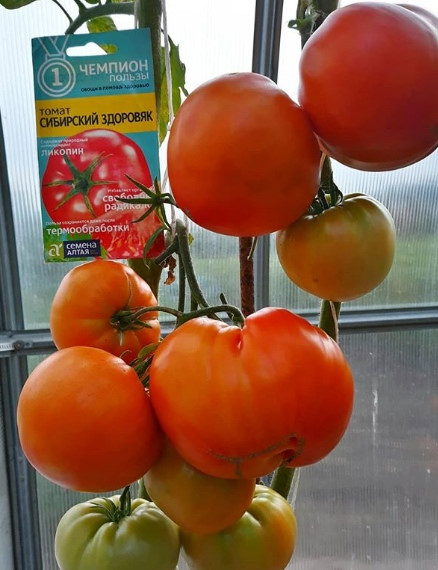 Выращивание томатов Сибирский здоровяк