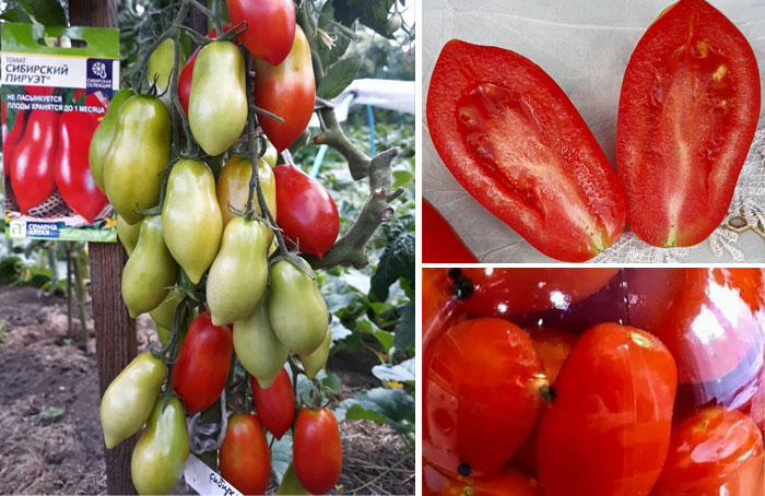томат сибирский пируэт отзывы урожайность характеристика и отзывы